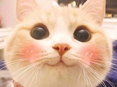 -PAWTOY爪e玩偶店(天兴罗斯福店)