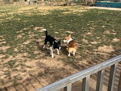-趣玩宠物乐园寄养训犬训狗游泳池