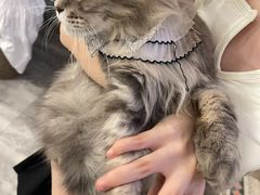 -楼上猫咖(罗湖店)
