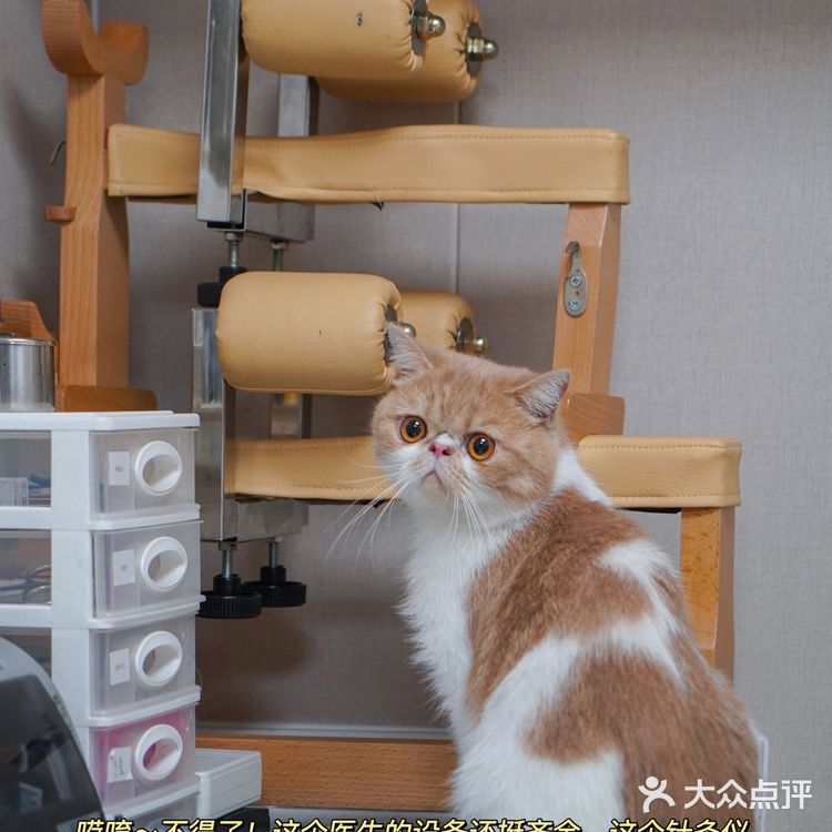 宇宙萌宠“甜茶🐱”日记|办个VIP做宠物届顶流🚀
