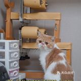 宇宙萌宠“甜茶🐱”日记｜办个VIP做宠物届顶流🚀