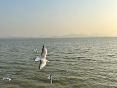 -深圳湾公园(南山区)
