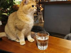 -咖法森林·咖啡  酒吧(天河店)