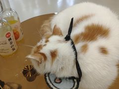 -共舞时光猫咖·狗咖(新街口店)