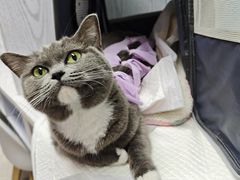 -纳吉亚猫专科动物医院·北北分院
