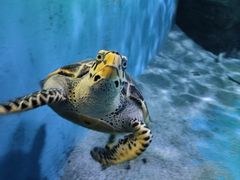 -泉城欧乐堡海洋极地世界