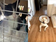 -美联众合动物医院·24h转诊中心