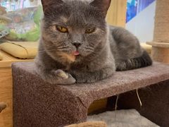 -猫冇咖·家门口的撸猫馆(大融城店)