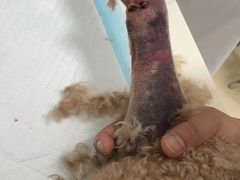 -美美宠物诊疗中心·异宠·骨科(滨江东信分院)