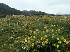 -径山花海