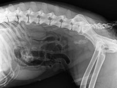 -爱牧宠物医院·猫专科·骨科·内窥镜(甪直店)