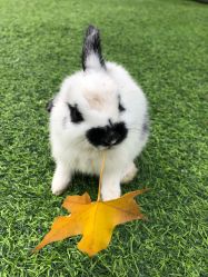 -萌宠亲子动物乐园(槐房万达店)