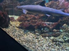 -海合安武汉极地海洋公园