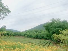 -汤山温泉房车营地 茶温泉