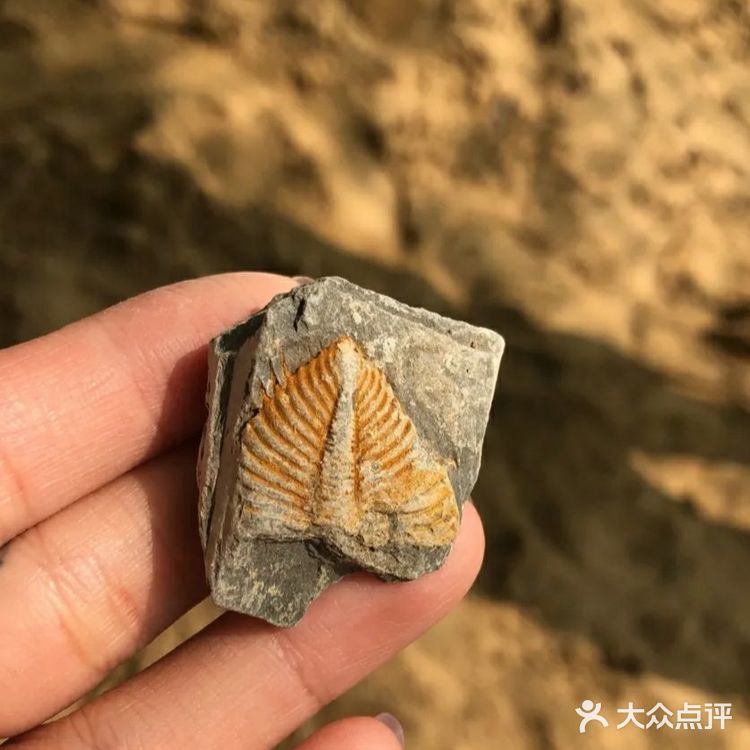 宝宝亲自挖出来的化石公园！