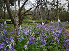 -西溪国家湿地公园