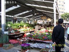 -曲阳花鸟市场(曲阳路店)