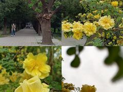 -天坛公园