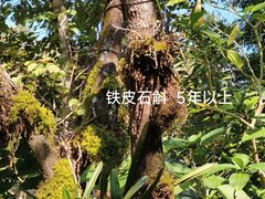 -野象谷景区