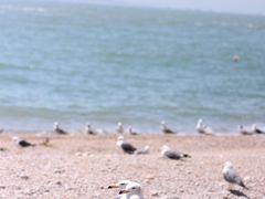 -海驴岛(荣成市)