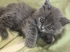 -瑞派宠物医院·犬猫全科·猫友好(宾水西道店)