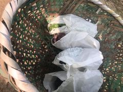 -马陆小张葡萄园农家乐