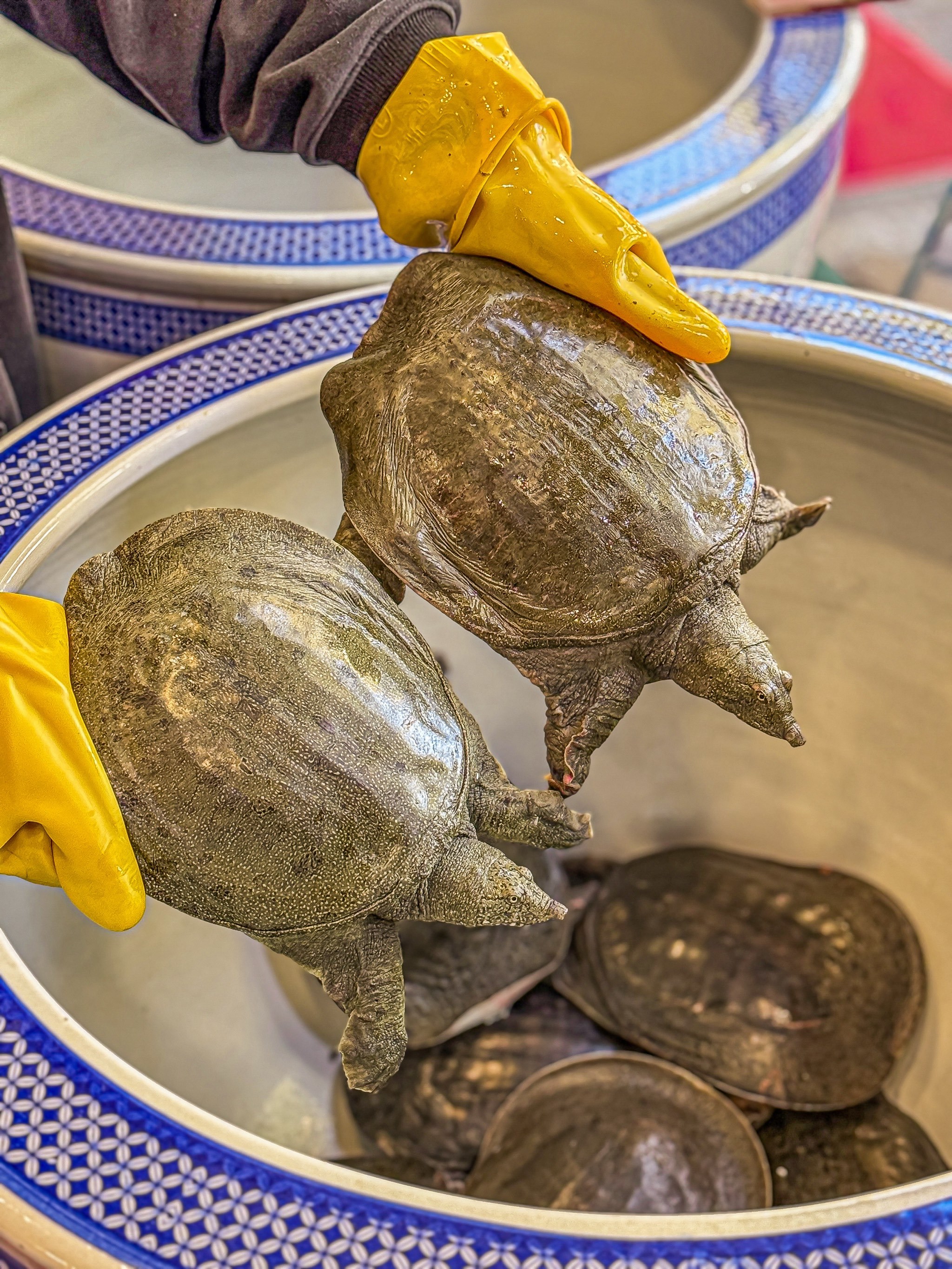 想要生活不吃瘪,嘴巴就得补补鳖!