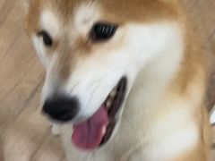 -CHEZ JASMINE 茉莉的氧气厨房