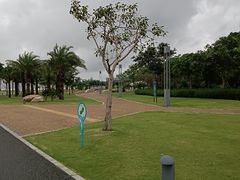 -野狸岛