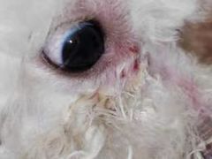 -贝康宠物医院·犬猫全科·小动物特色诊疗中心(东环路店)