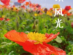 -花博汇(知音花月夜)