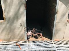 -北京鹿世界主题园