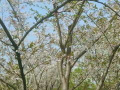 -西北湖绿化广场