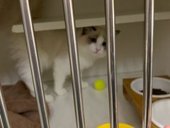 -东方名猫馆·英短金渐层布偶猫舍(环线广场1号楼店)