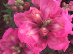 -松山湖梦幻百花洲
