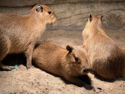 -Zoolung Zoolung动物主题公园(海信广场店)