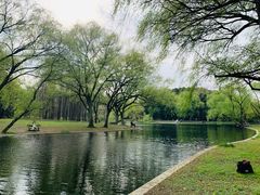 -上海共青森林公园