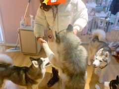 -Husky Go! 哈士奇体验馆·宠物咖啡厅狗咖