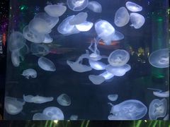 -太奥幻太奇海洋馆