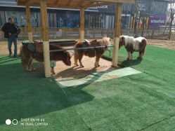 -萌宠亲子动物乐园(槐房万达店)