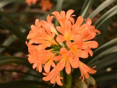 -墨尔本皇家植物园