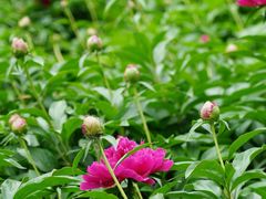 -莲花池公园