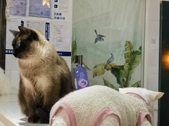 -猫小院猫主题餐厅(南锣旗舰店)