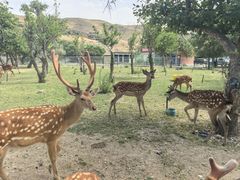 -新疆天山野生动物园