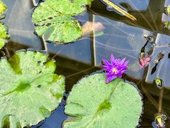 -国家植物园南园