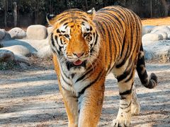 -上海野生动物园老虎餐厅