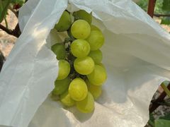 -马陆小张葡萄园农家乐