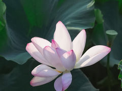 -荷塘月色湿地公园·向阳花洲