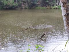 -热带雨林自然公园