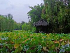 -桂湖森林公园